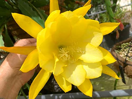 Yellow Epiphyllum Orchid Cactus Cutting, No Root, Succulents Plant Live, 6 Inches To 10 Inches Long #TOP3