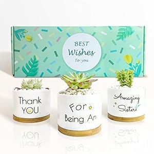 Plai Succulent Pots – Thank You for Being an Amazing Sister, Beautifully and Lovely Gift for Sister