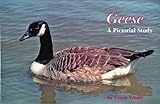 Geese: A Pictorial Study