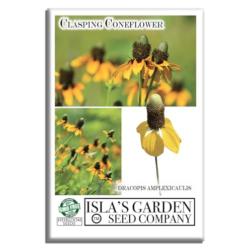 Clasping Coneflower Seeds (Dracopis amplexicaulis) – 1000+ Non-GMO & Heirloom Yellow Flower Seeds for Planting, by Isla’s Garden Seeds, Hardy Native Wildflower, Attracts Pollinators, Gift Idea