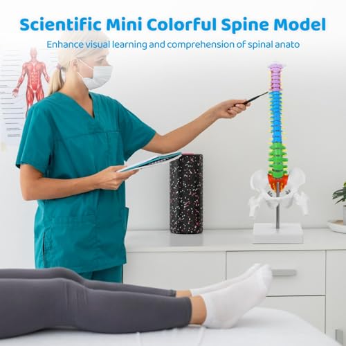 Image of Scientific Mini Colorful Spine Model, 17.7 Inches Flexible Human Spine Model with Base, Anatomy Education Spine Model, Vertebral Column Model with Spinal Nerves Pelvis Femur for Teaching Demonstrating