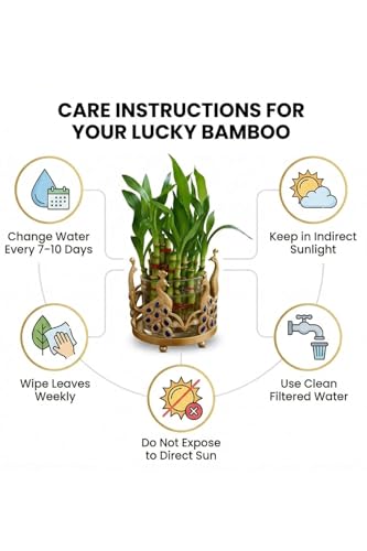 Image of Lucky Bamboo Plant 2-Layer in Round Glass Pot with Decorative Metal Stand - Feng Shui Indoor Plant for Home & Office, Vastu Good Luck Plant, Low Maintenance Air Purifying Gift