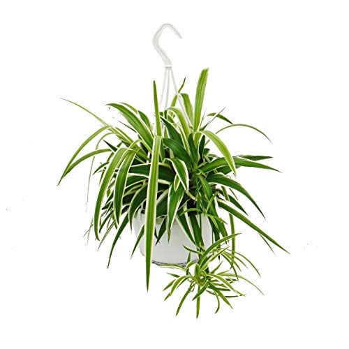 exotenherz - Chlorophytum, Grünlilie, Ampelpflanze 15cm Topf