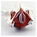 model ludzkiego narządu anatomiczny kobiecy model miednicy medyczny anatomia anatomiczna model ginekologia trening lekarz prezent puby i zdejmowane narządy mięśnie dna miednicy anatomiczny model materiały laboratoryjne medyczne