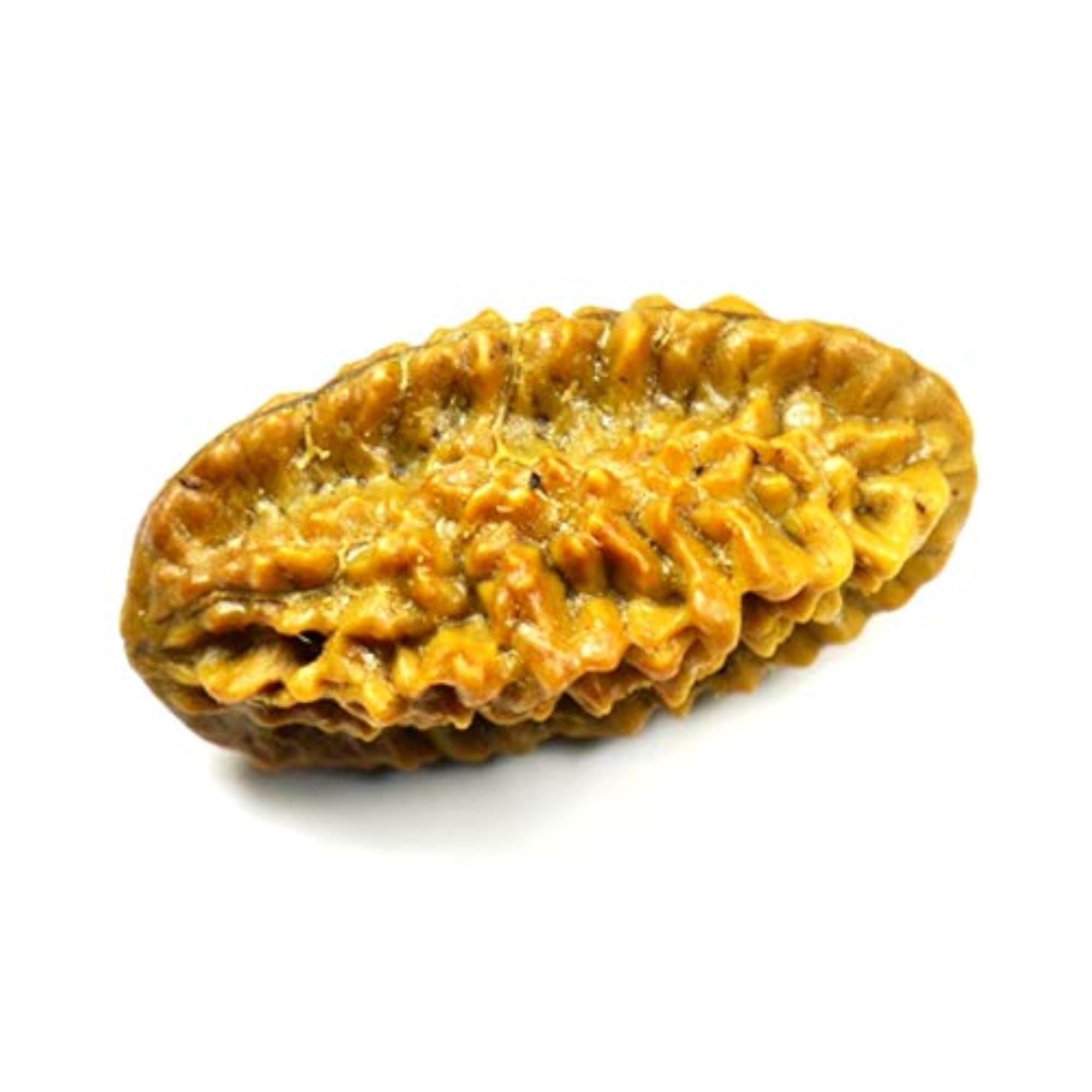 Certified Real Two Mukhi Nepali Rudraksha Bead for Chakra Healing