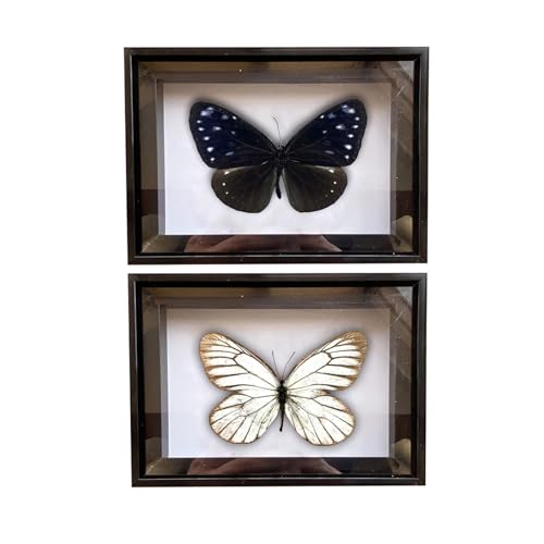 CXUEMH 2 Pcs Framed Butterfly Real Butterfly Specimens Taxidermy Butterfly in Frame Insect Collection Home & Office Desktop Decor Craft Gift for Men Women (Black R)