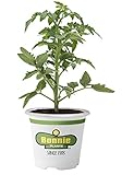 Bonnie Plants 0210 Roma Classic Paste Tomato Vegetable Plant