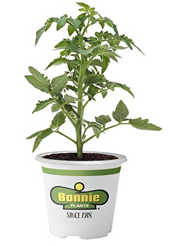 Bonnie Plants 0201 Better Boy Tomato Vegetable Plant Bonnie Plants 0201 Better Boy Tomato Vegetable Plant