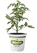 Bonnie Plants 0215 Husky Red Cherry Tomato Vegetable Plant