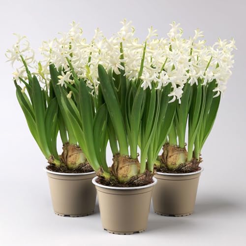 Hyazinthe, weiß, vorgetrieben, mehrblütig, Topf-Ø 14 cm, 3 Pflanzen