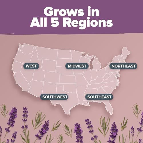 HOME GROWN Premium English Lavender Seeds -1,300 Herb Seeds,Wildflower Seed for Planting Indoor/Outdoor, High Germination,Plant Flower Seeds(Lavandula antustifolia)