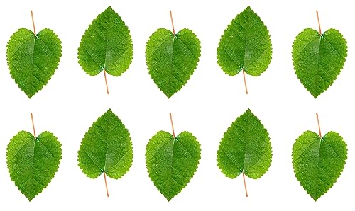 Image of Awesome Aquatic Mulberry Shrimp Leaves Natural Botanical Leaf Food Organic Treat Aquarium Fish Shrimp Terrarium High Protein Vitamin Mineral Fiber Healthy Habitat Environment (Mulberry 10 pk)