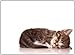 Cat, Boxed Note Cards, Thank You, 10 Count (622-00211-000)
