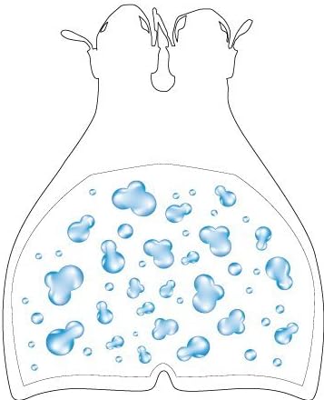 Monofin Clear color with PLOUF Sticker - UK Foot size 2/5 - EU 34/38