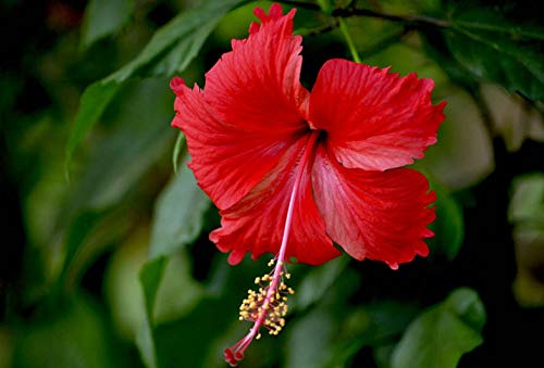 PlantaZee Vatikalive Hibiscus, Gudhal Flower (Red) - Plant with Pot