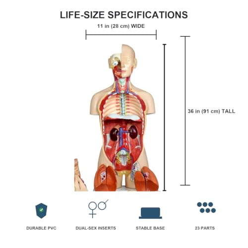 Image of Vision Scientific VAT108-N-DC Life-Size Dual-Sex Human Torso Anatomy Model, 27 Removable Parts, Interchangeable Male /Female Systems, Open Back, Numbered Key & Manual, Zip Dust Cover - Medical & Nursing