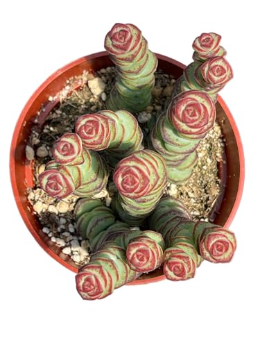 4' Crassula Baby Necklace Succulents Plants Live, Rare Succulent Plants Fully Rooted in Succulent Soil, Unique Live House Plant for Home Office Decor, by The Succulent Cult