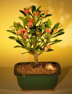 Bonsai Boy 's Floración Corona de Espinas Árbol Bonsai - Pink Red euphorbia milii