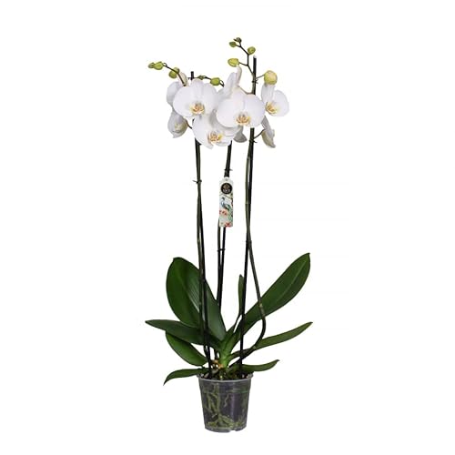 Flor Blanca Natural Orquídea Phalaenopsis Mariposa Altura ± 50cm Planta Natural