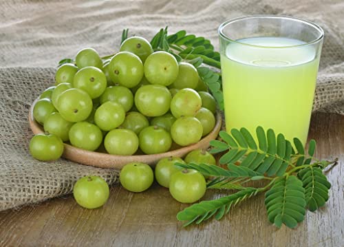 Amla Plant (Indian Gooseberry) 4-6 Inches #TOP2