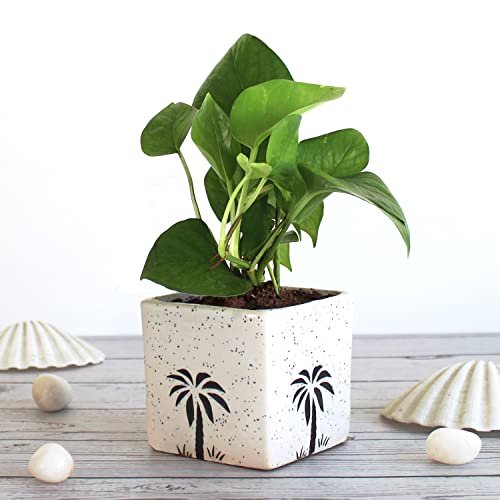 Rolling Nature Good Luck Money Plant in White Square Aroez Ceramic Pot