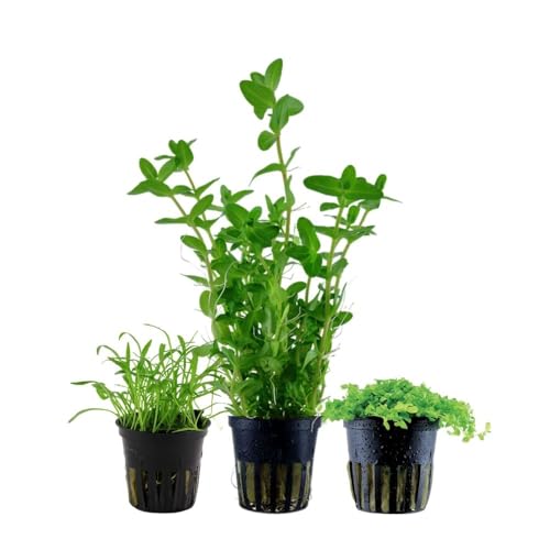 AquaOne Aquarium Pflanzen I 3X Wasserpflanzen I Einsteiger Aquarienpflanzen I Staurogyna Lagenandra Limnophila I Set mit 3 einfachen Aquariumpflanzen