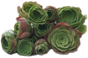 Mountain Rose Echeveria Rosettes: Succulents for Gardens and Patio
