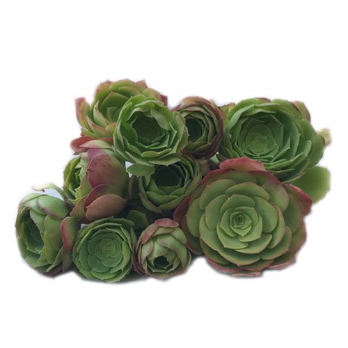Irish Rose Aeonium Arboreum 5 Cuttings