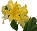 Lemon Lights Yellow Deciduous Azalea - Live Plant - Starter Plug (LG)