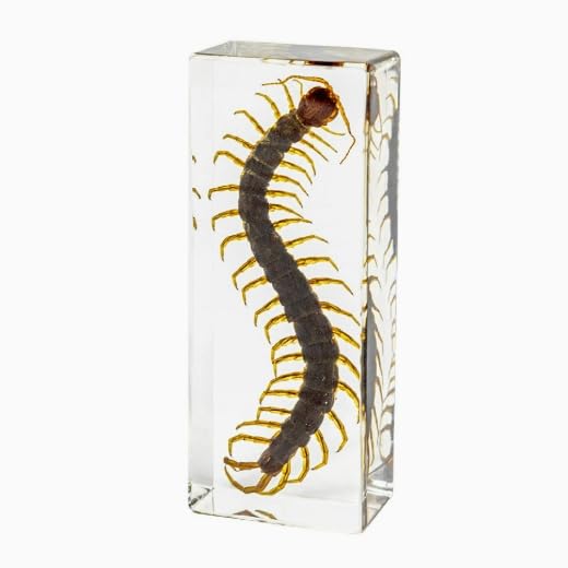 Real Specimen Preserved in Resin - Animal Taxidermy for Science Education, Great Gift for Fans of Taxidermy, Animal Skull, Biology (Centipede)