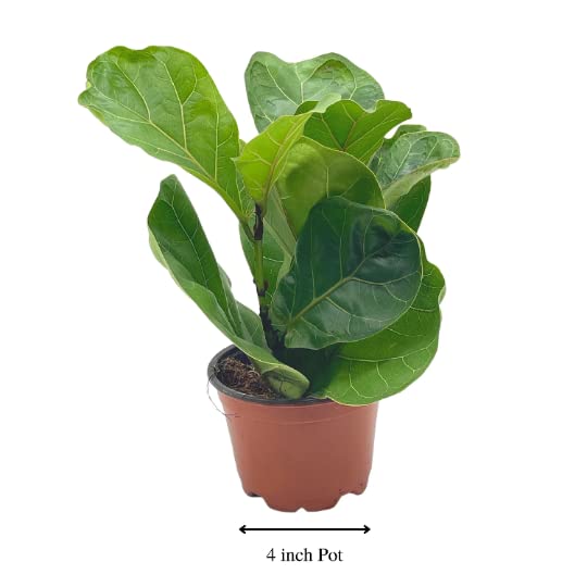calla lily perennial plant Zantedeschia aethiopica 'White Giant' Calla Lily