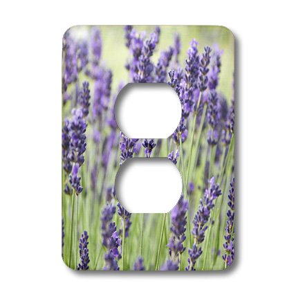 Cubierta de enchufe rústica de lavanda de Washington para salones 4