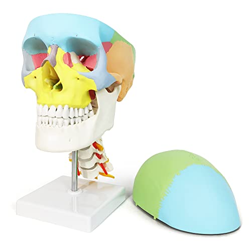 2024 Newest Anatomy Exploded Skull Model,Human Medical Skull Model Dental ClinicTeaching Equipment,Medical Teaching Learning