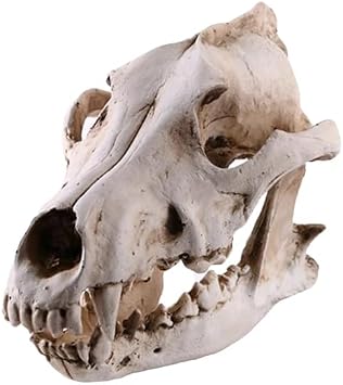 Resin Wolf Skull Wolf Skull Model Decoration Craft Film Props Collection Crafts Home Decoration Garden Decoration