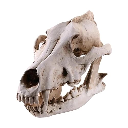 BDMYFNSENERETY Resin Wolf Skull Wolf Skull Model Decoration Craft Film Props Collection Crafts Home Decoration Garden Decoration