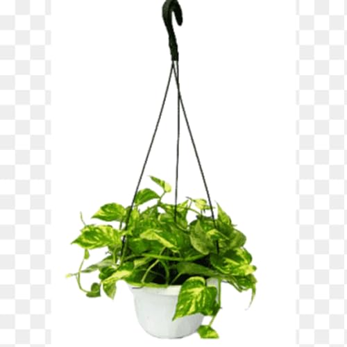Image of Small Indoor Houseplant for Home Office Decor (Live Money Plant Low Maintenance Houseplant for Home Office Desk Decor)