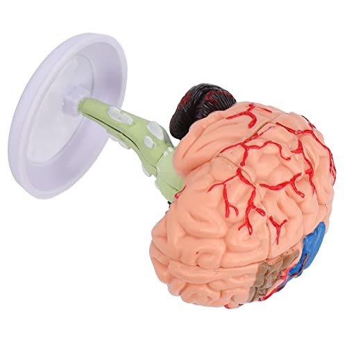 Modelo de cerebro anatómico 4D interactivo con estructura transparente de vinilo 2