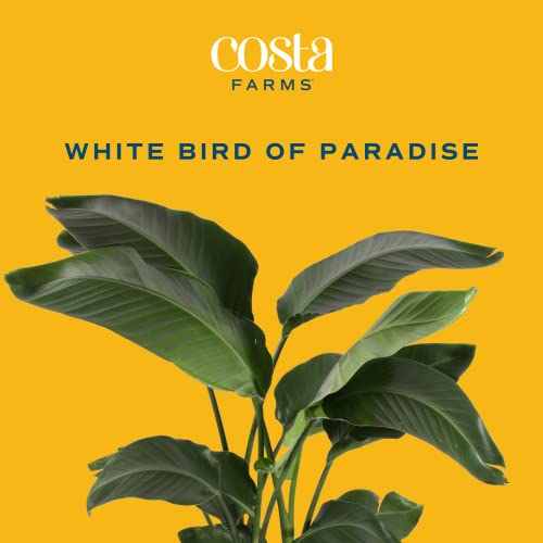 Costa Farms White Bird Of Paradise, Live Indoor Plant In Modern Décor Planter, Natural Air Purifier Fresh From Farm, Great House Warming Gift, Living Room Decor, Tropical Home Decor, 2 Feet Tall #TOP3