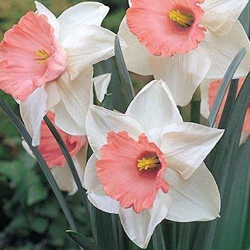 FernsFly® IMP. Narcissus | Daffodil Aromatic Flower Bulbs Winter Flower Home Pot/Land Gardening Bulbs Blooming planting (Pack of 11 Pretty Pink Narcissus | Daffodil) (B09BNM79JN) Amazon Price History, Amazon Price Tracker