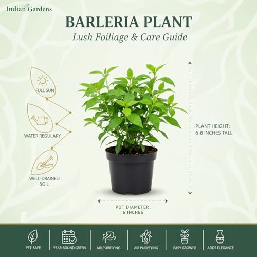 Image of Indian Gardens - Pink Colour Barleria cristata /Decemeber flower plant with 6 inch Terracotta Pot