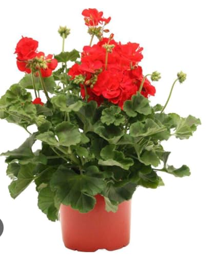 Geranio rosso Terre di Romagna Made in Italy 1 vaso 12 cm bellissima pianta vera