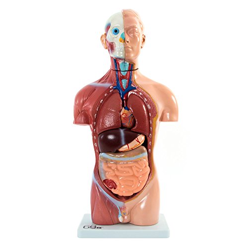 66FIT Modèle Anatomique de rechange pour cours de biologie