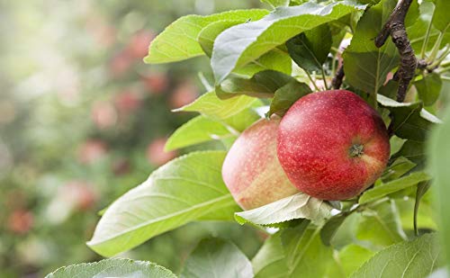 Common Apple Tree Seeds for Planting - 15+ Tree Seeds