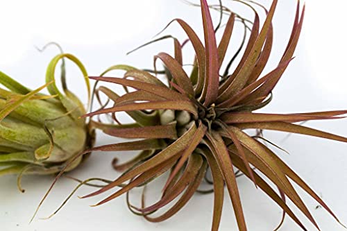 Tillandsia - Afbeelding 3