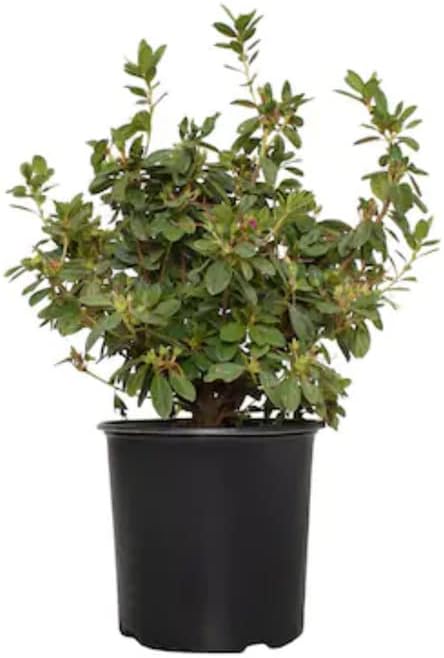 Miniatura 2 de Planta de azalea viva, arbusto de planta de azalea, planta viva de azalea refloreciente, flor de azalea rosa, planta de 1 galón
