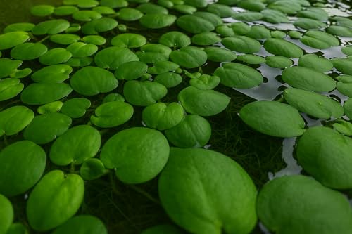 6 Amazon Frogbit (Limnobium Laevigatum) &ndash; Live Freshwater Floating Aquarium Plant for Aquascaping...