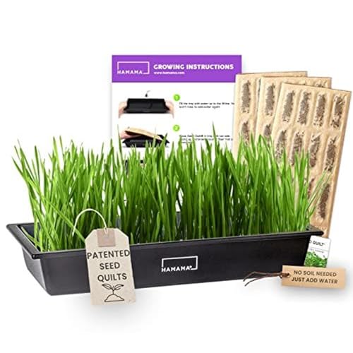 HAMAMA Microgreens Growing Kit Wheatgrass - Indoor Sprouts Mat - ...