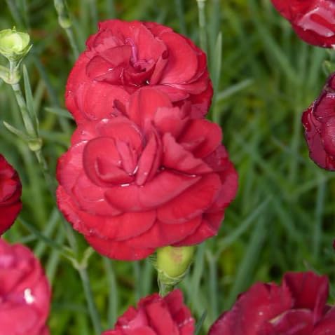 Dianthus Scent First Passion - Fragrant Red Double Flowers for Patio Pots and Borders 1 Litre Pot x 1 by Thompson & Morgan