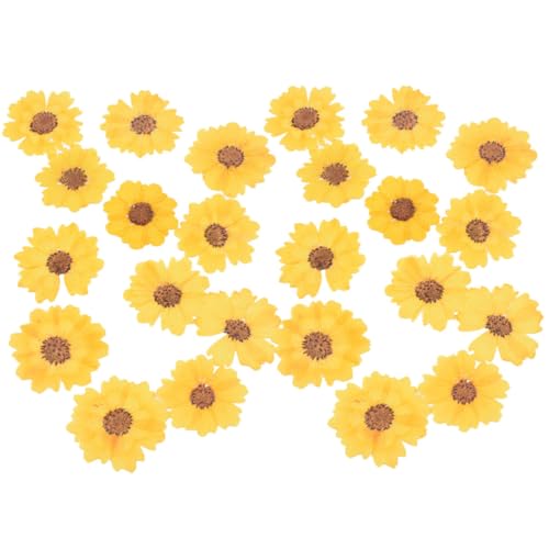Flores secas margaritas 24 piezas para manualidades DIY miniatura 1