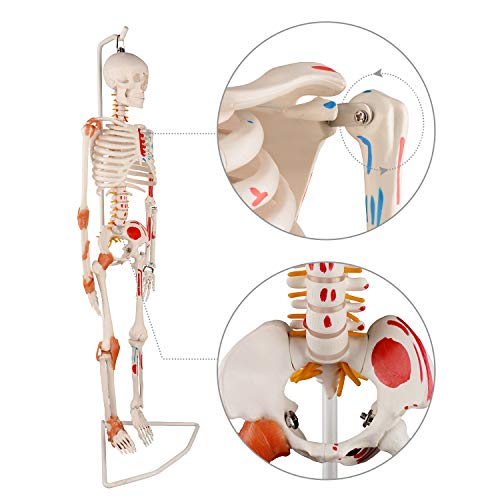 Image of Ultrassist Human Skeleton Model, 34 inch Half Life Size Skeleton Replica with Spinal Nerves, Muscle Insertion and Origin Points, Includes Joint Ligaments for Human Anatomy Study, Hanging Style
